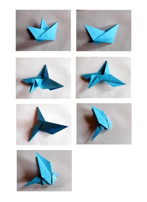 variation base de la colombe 
