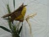 Nom du fichier=bruant_jaune.JPG
Taille du fichier=295Ko
Dimensions : 2048x1536
Ajouté le : 24 Juin 2011 bruant_jaune.JPG