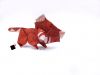 red_panda.jpg