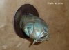 Nom du fichier=trophe_de_peche.jpg
Taille du fichier=258Ko
Dimensions : 1989x1467
Ajouté le : 28 Mai 2012 trophe_de_peche.jpg