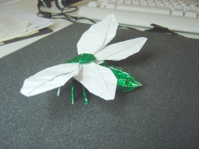 FlyingCicada3.JPG