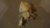 Nom du fichier=HermitCrab3_2.JPG
Taille du fichier=856Ko
Dimensions : 1920x1080
Ajouté le : 10 Août 2014 HermitCrab3_2.JPG