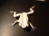 Nom du fichier=TreeFrog2.JPG
Taille du fichier=1449Ko
Dimensions : 2048x1536
Ajouté le : 21 Juillet 2011 TreeFrog2.JPG