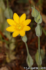 Blackstonia_perfoliata2.jpg