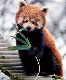 panda roux (firefox)
