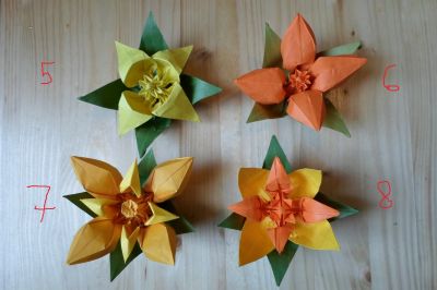 fleurs+ 5 à 8
