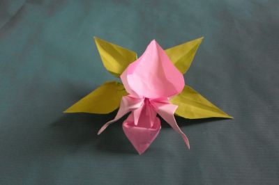 orchidée Stefan Weber
kami 15x15
support base grenouille
Mots-clés: fleur orchidee weber
