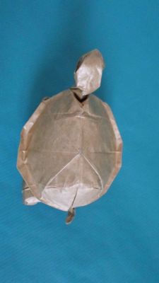 tortue Lionel Albertino dessus
