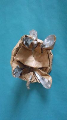 tortue Lionel Albertino ventre
