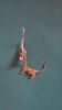 Nom du fichier=SAM_7849.JPG
Taille du fichier=242Ko
Dimensions : 1152x2048
Ajouté le : 01 Mai 2016 SAM_7849.JPG