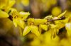 forsythia.jpg