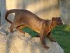 fossa.JPG