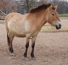 220px-Przewalskipferd.jpg