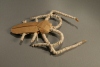 AcrocinusLongimanusMini1.jpg