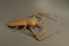 AcrocinusLongimanusMini3.jpg