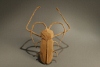 AcrocinusLongimanusMini4.jpg