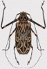 AcrocinusLongimanus_MiniPhoto.jpg