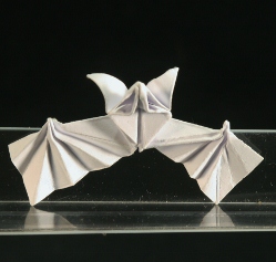 Bat-FBalintM2.jpg