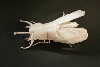 Beetle-2PT.jpg