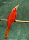 CrestedOropendola1P.jpg