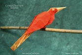 CrestedOropendola2P.jpg