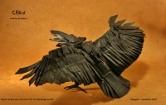 Crow1P.jpg