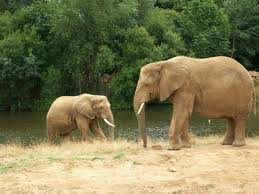 Elephants.jpg