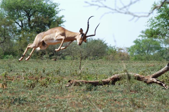 Impala.jpg