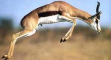 PhotoSpringbok.jpg
