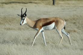 PhotoSpringbok2.jpg