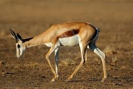 PhotoSpringbok3.jpg