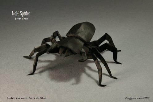 WolfSpiderChanP.jpg