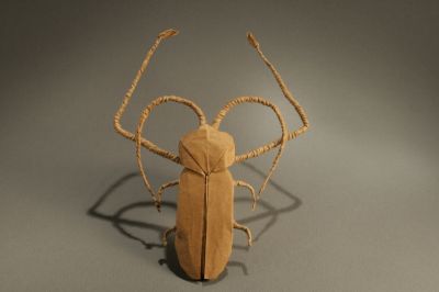 AcrocinusLongimanus4.jpg