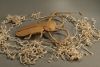AcrocinusLongimanusMini2.jpg