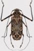 AcrocinusLongimanus_MiniPhoto.jpg
