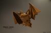 Bat.JPG