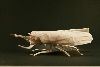 Nom du fichier=Beetle-3PT.jpg
Taille du fichier=33Ko
Dimensions : 100x67
Ajouté le : 02 Mai 2011 Beetle-3PT.jpg