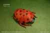 CoccinelleRJLangG.jpg