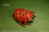 CoccinelleRJLangP.jpg