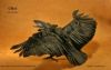 Crow1P.jpg