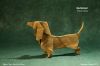 DachshundStevenCaseyG.jpg