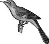DessinMockingBird1.jpg