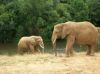 Elephants.jpg
