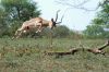 Nom du fichier=Impala.jpg
Taille du fichier=67Ko
Dimensions : 699x465
Ajouté le : 10 Août 2011 Impala.jpg