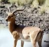 Nom du fichier=Impala2.jpg
Taille du fichier=9Ko
Dimensions : 228x221
Ajouté le : 10 Août 2011 Impala2.jpg
