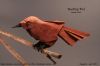 Mocking_Bird.jpg