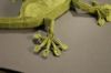 PatteGeckoP.jpg