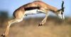 Nom du fichier=PhotoSpringbok.jpg
Taille du fichier=39Ko
Dimensions : 230x124
Ajouté le : 10 Août 2011 PhotoSpringbok.jpg