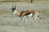 PhotoSpringbok2.jpg