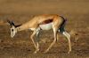 PhotoSpringbok3.jpg